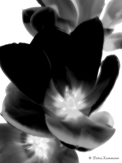 Fotografie und Bildbearbeitung-schwarze-Tulpe