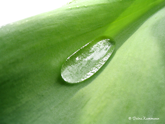 Fotografie eines Wassertropfens auf einem grünen Blatt