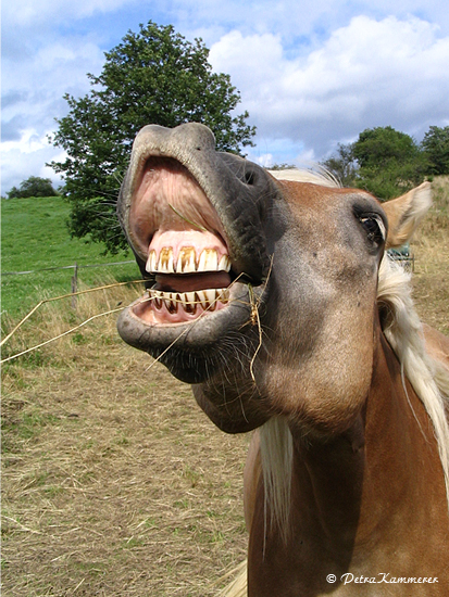 Fotografie eines lachenden Pferdes