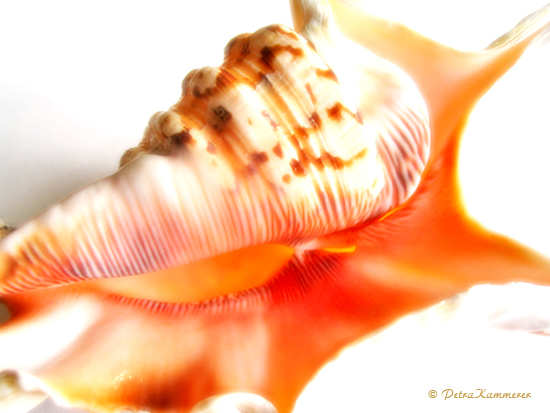 Light Shell - Fotografie und Bildbearbeitung einer Muschel